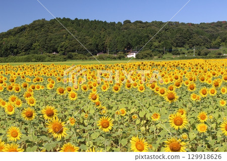 Sunflower festival 129918626