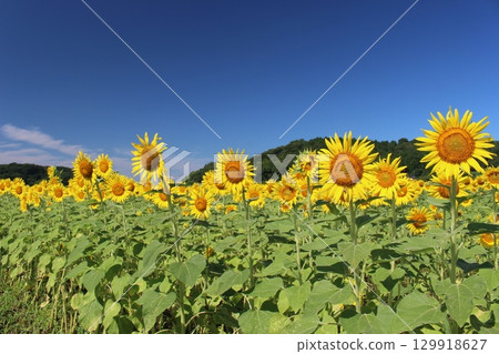 向日葵節 129918627