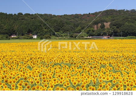 Sunflower festival 129918628