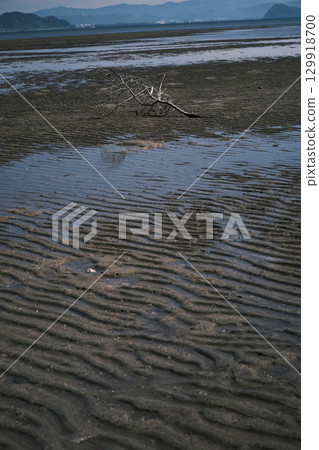 淺水中殘留樹枝的風景 淺水中殘留樹枝的風景 129918700