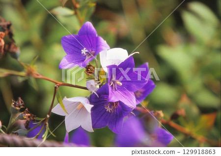 中國桔梗 129918863