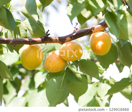 apricot apricot 129918988