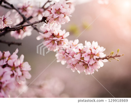 fresh almond flowers 129918989
