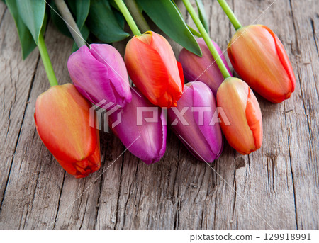 Beautiful tulips 129918991