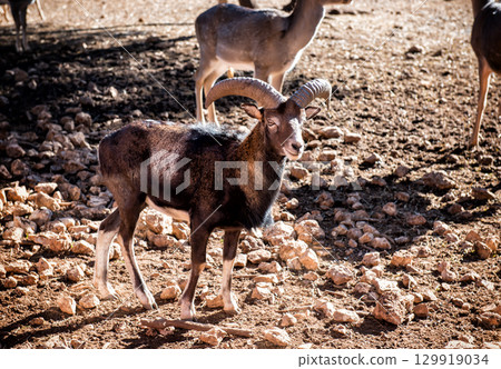 Baran in a natural park Baran in a natural park 129919034