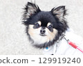 My beloved Chihuahua turns around and looks up 129919240