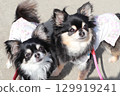 Two cute dogs cuddling, looking up and making eye contact, long-haired Chihuahua 129919241