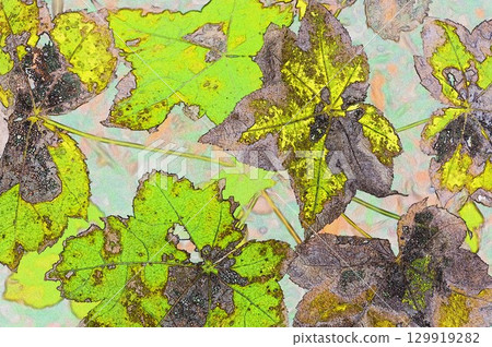 插圖 CG 影像：一片因自然疾病而出現斑點的楓葉 129919282