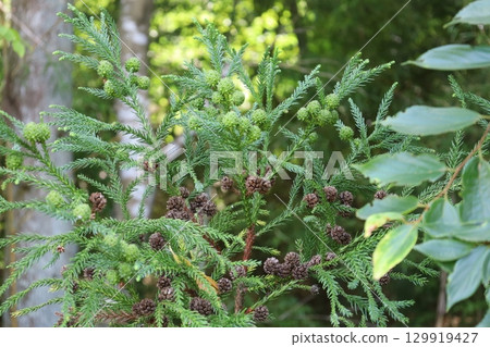 Cedar Leaves and Cones: The Cycle of Life Cedar Leaves and Cones: The Cycle of Life 129919427