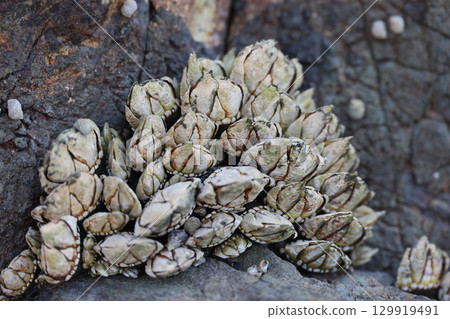 Tsushima Shrine's rocky shore 129919491