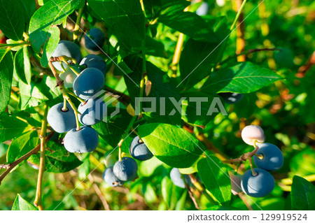 Ripe blueberries (bilberry) on a blueberry bush on a nature background. 129919524