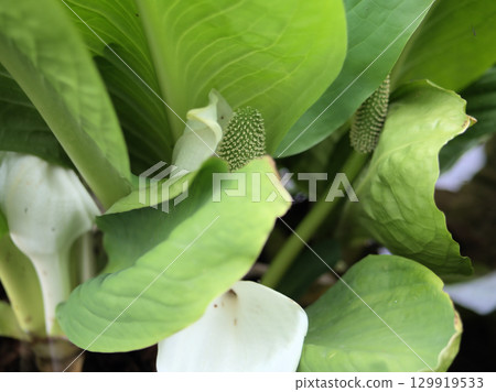 Mizubasho flowers blooming in April 129919533