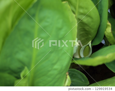 四月盛開的水芭蕉花 129919534