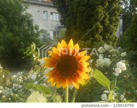 A sunflower in the meddle of the city 129919799
