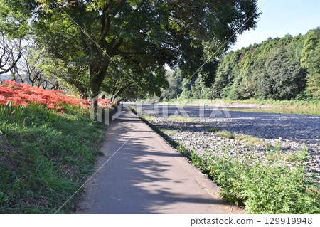 秋日清晨的駒川和巾著田，埼玉縣 129919948