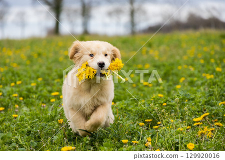 Golden retriever puppy run and holding dandelion in mouth 129920016