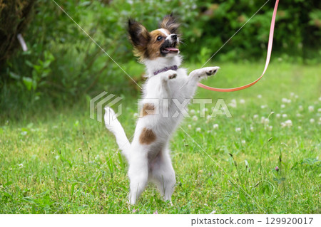 Papillon puppy dog jumping in park on the green grass with leash 129920017