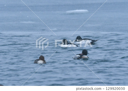 普通秋沙鴨是一種黑白相間的候鳥，冬季時分可以在北海道的海濱和湖泊上看到。 129920030