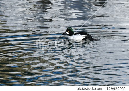 普通秋沙鴨是一種黑白相間的候鳥，冬季時分可以在北海道的海濱和湖泊上看到。 129920031