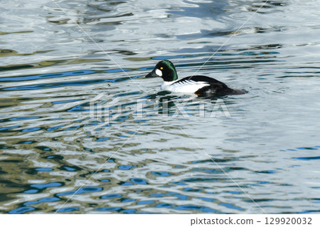 The Common Goldeneye is a stylish black and white migratory bird that can be seen on Hokkaido's seashores and lakes in mid-winter. 129920032