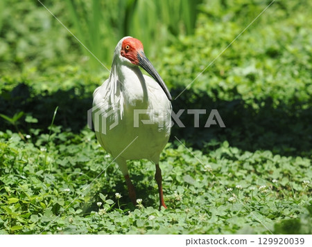 佐渡島朱鹮 129920039