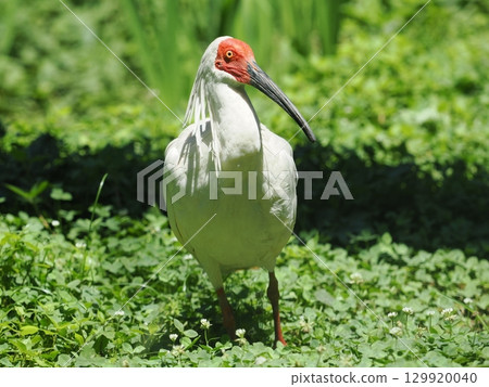 佐渡島朱鹮 129920040