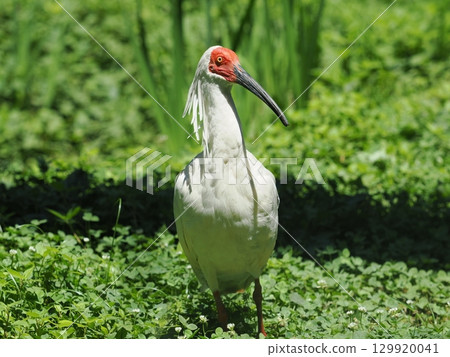 佐渡島朱鹮 129920041