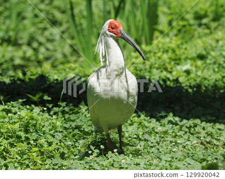 佐渡島朱鹮 129920042