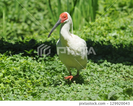 佐渡島朱鹮 129920043