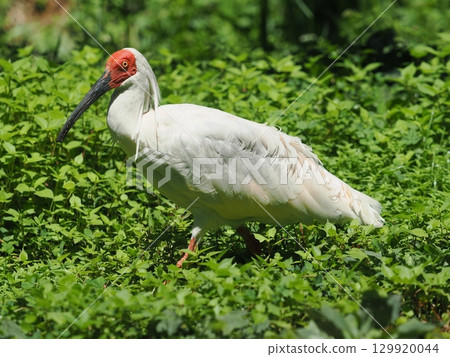 佐渡島朱鹮 129920044