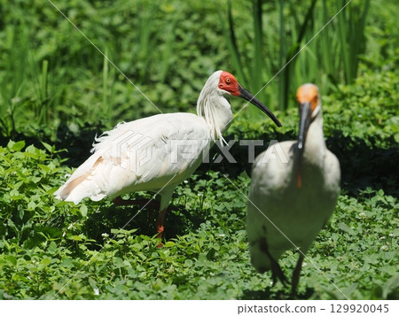 佐渡島朱鹮 佐渡島朱鹮 129920045