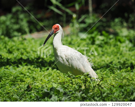 佐渡島朱鹮 129920047