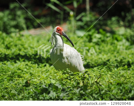 佐渡島朱鹮 129920048