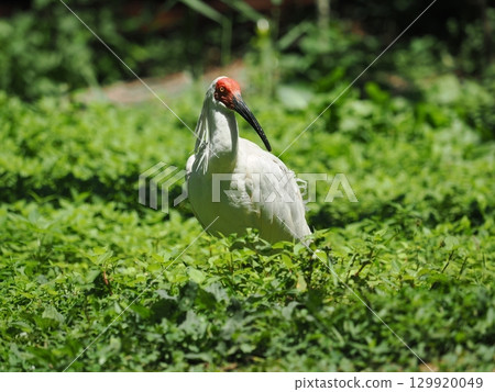 佐渡島朱鹮 129920049
