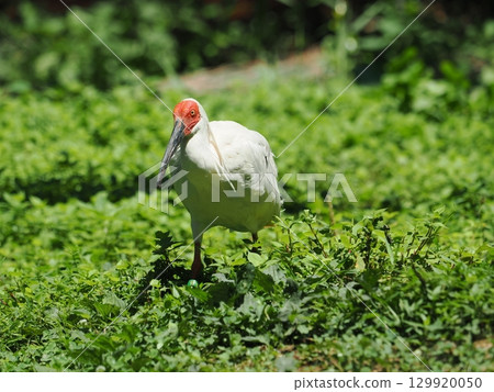 佐渡島朱鹮 129920050