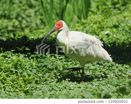 佐渡島朱鹮 129920052