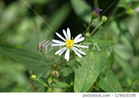 Nookagiku之花 129920108