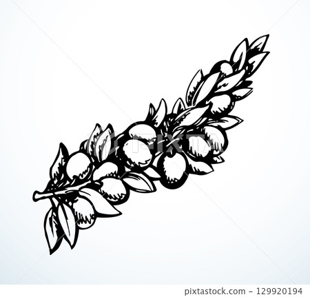 Vector drawing. Olive branch with fruits Vector drawing. Olive branch with fruits 129920194