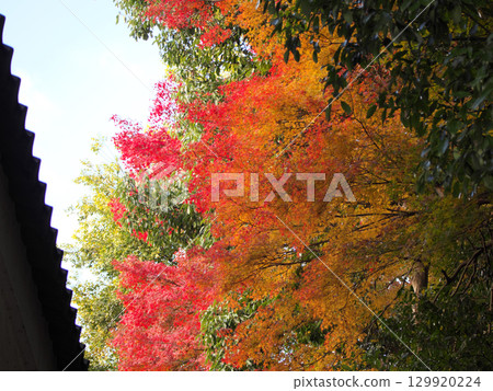 楓葉離開了紅葉 129920224