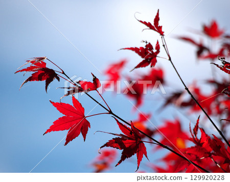 明亮的紅色在藍天留下發光 明亮的紅色在藍天留下發光 129920228