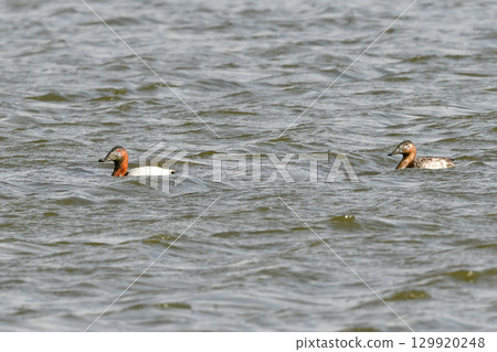 The Great Spotted Duck is a duck species that can be seen in midwinter in Hokkaido and northern Japan, with a beautiful contrast between its reddish-brown head and whitish back. The Great Spotted Duck is a duck species that can be seen in midwinter in Hokkaido and northern Japan, with a beautiful contrast between its reddish-brown head and whitish back. 129920248