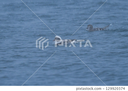 The beautiful black and white duck, the common sable duck, can be seen on the coasts of northern Japan and Hokkaido in mid-winter. 129920374