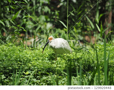 Sado Island: Young Japanese Crested Ibis (4 months old) 129920448