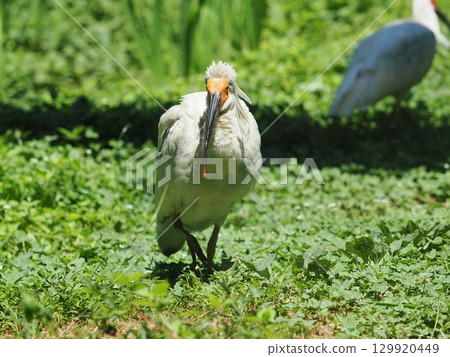 佐渡島：朱鹮幼鳥（4個月大） 129920449