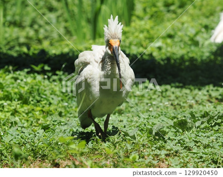 佐渡島：朱鹮幼鳥（4個月大） 129920450