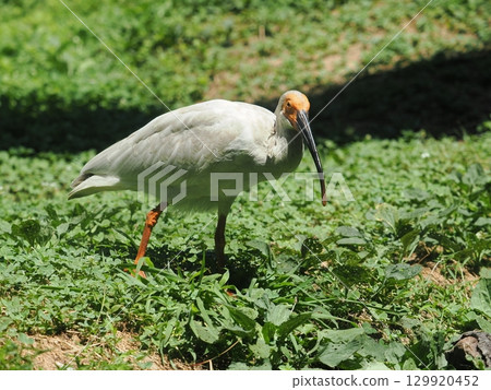 佐渡島：朱鹮幼鳥（4個月大） 129920452