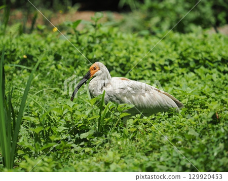 佐渡島：朱鹮幼鳥（4個月大） 129920453