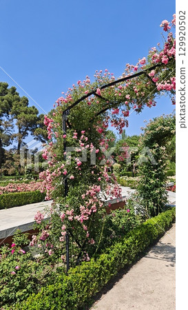 Floral arch covered with pink climbing roses in a sunny botanical garden walkway Floral arch covered with pink climbing roses in a sunny botanical garden walkway 129920502