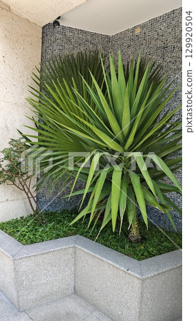 Tropical plant with sharp green leaves growing in a modern stone planter corner 129920504