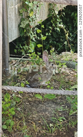 Wild rabbit sitting quietly under green ivy near a rustic wooden fence. Concept of wildlife tranquility, innocence and natural camouflage 129920507